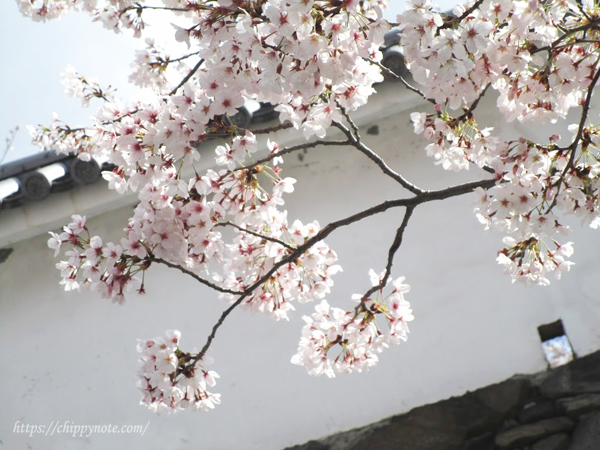 桜と壁