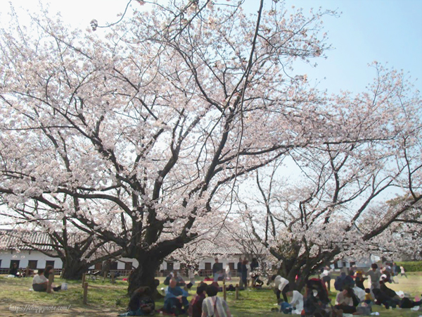 桜と櫓