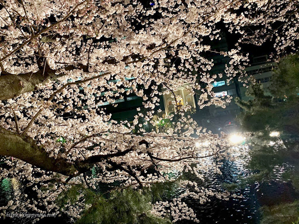 夜桜と川