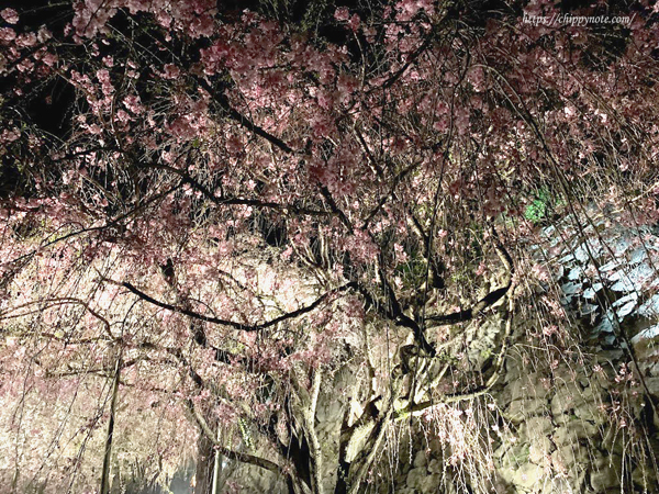 夜桜-しだれ桜2
