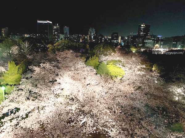 夜桜-上からの眺め