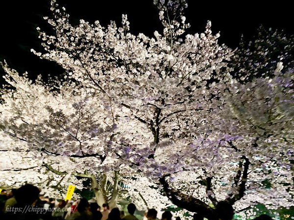 夜桜と人