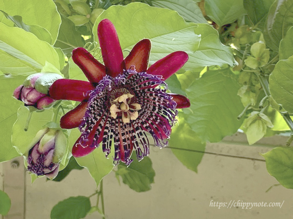 パッシフロラ・アラタの花