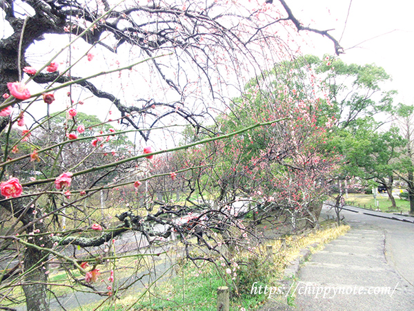 福岡城跡・梅の花