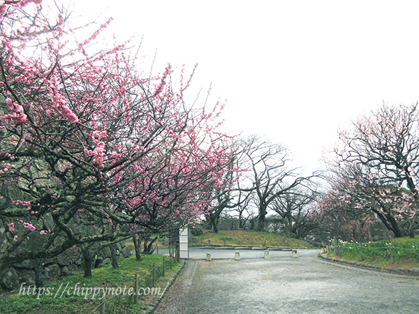 福岡城跡・梅の花