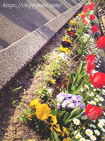 道端の春の花4