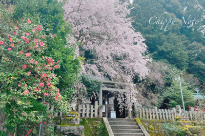 〈大豊神社〉参拝！境内の枝垂れ桜と椿が美しい-アイキャッチ