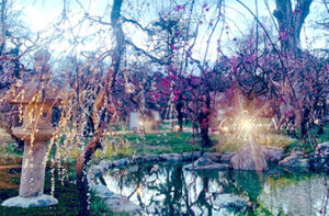 〈北野天満宮〉梅苑「花の庭」公開・天神様も愛した梅-アイキャッチ