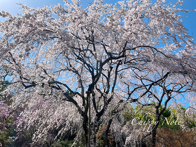 天龍寺・庭園の桜