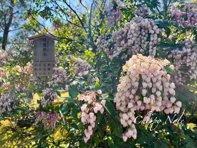 天龍寺・庭園の花