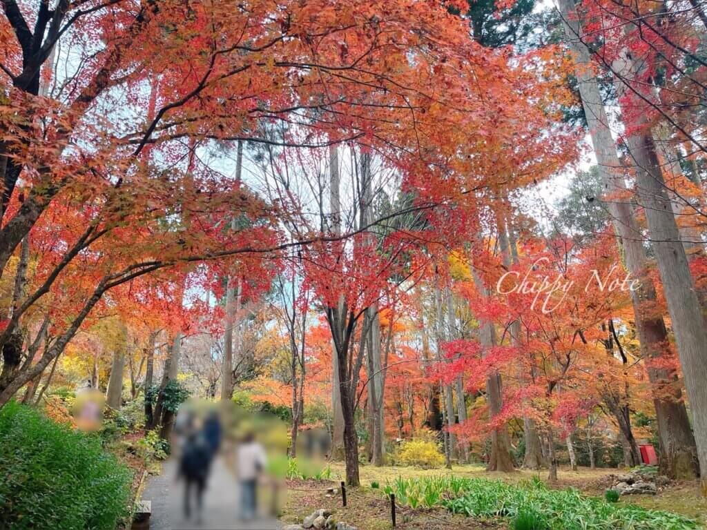 三千院の紅葉