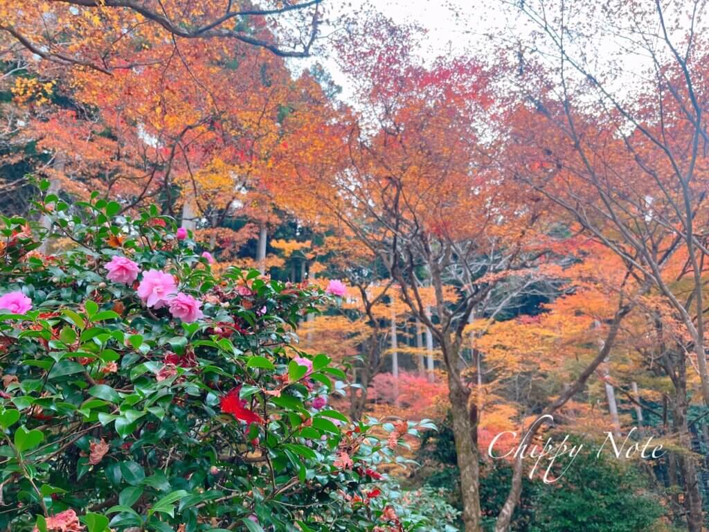 三千院の紅葉