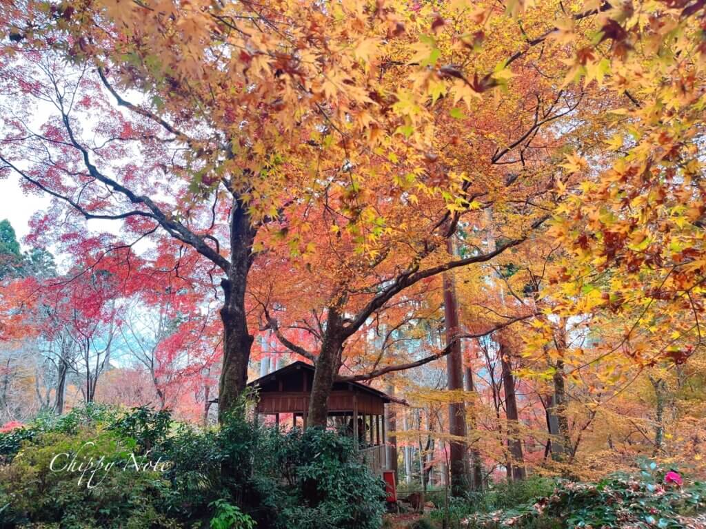 三千院・紅葉