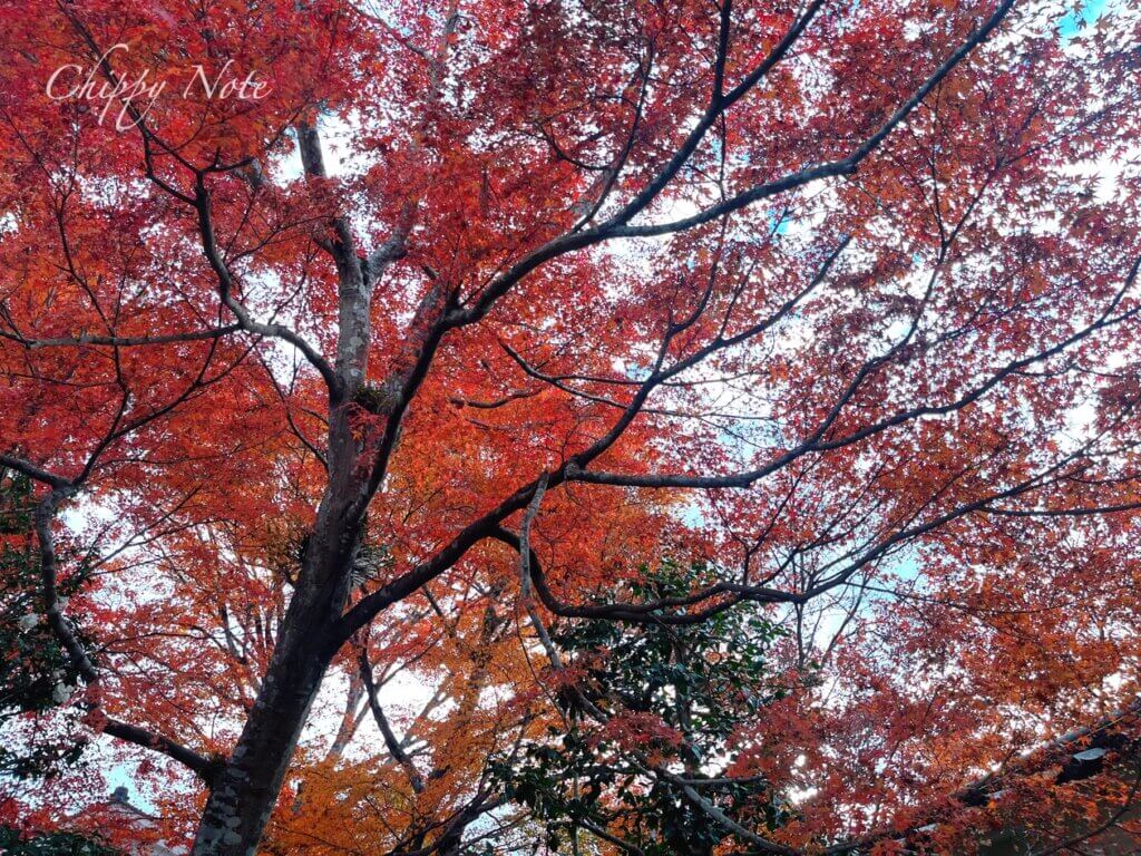 三千院・紅葉
