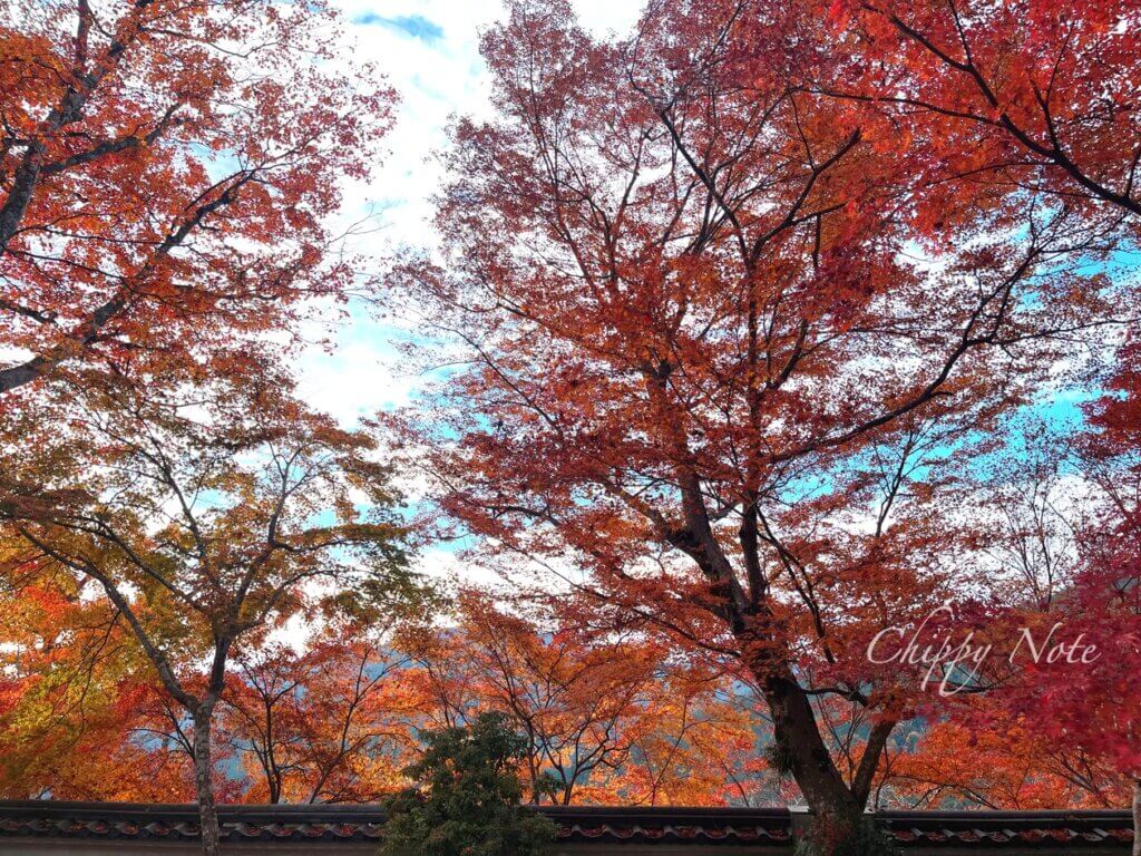 三千院・紅葉
